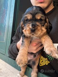 Cuccioli Cocker Spaniel