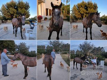 Puledra dolcissima e molto socievole