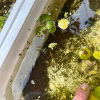 Medaka Tiger (Oryzias latipes) - Adulti e piccoli