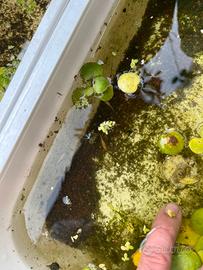 Medaka Tiger (Oryzias latipes) - Adulti e piccoli