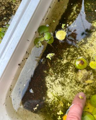 Medaka Tiger (Oryzias latipes) - Adulti e piccoli