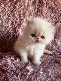 Cuccioli di persiano