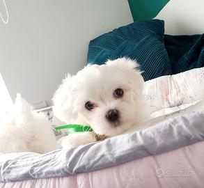 Cuccioli maltese maschi e femminje