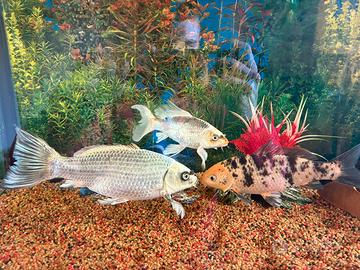 Carpe koi