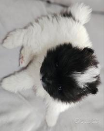 Spitz di pomerania