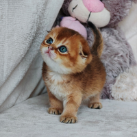 Cucciolo Scottih Fold