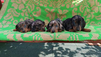 Bassotto arlecchino silver cuccioli