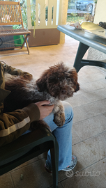 Cucciolo di Lagotto Romagnolo