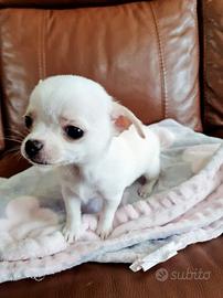 Chihuahua solo maschi