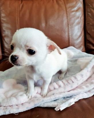 Chihuahua solo maschi