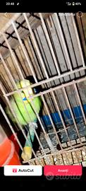 Uccelli