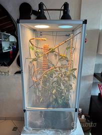 Teca per Camaleonte completa (rettilaio in rete)