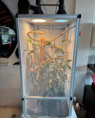 Teca per Camaleonte completa (rettilaio in rete)