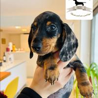 Bassottino Arlecchino silver