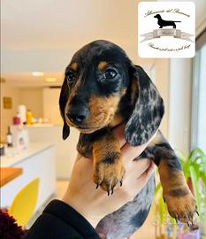 Bassottino Arlecchino silver