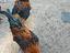 Immagine 5