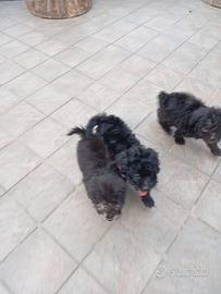 Cuccioli di barboncino