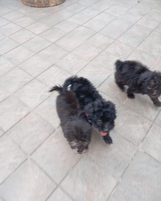 Cuccioli di barboncino