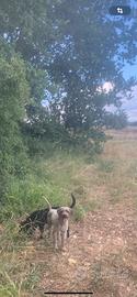 Lagotto da tartufo con pedigree