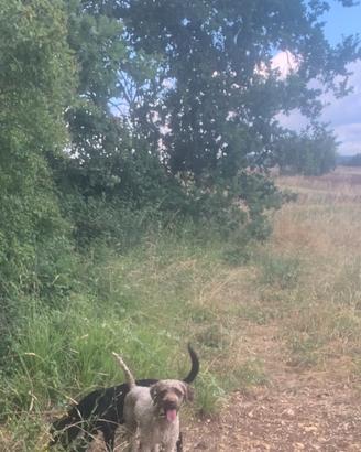 Lagotto da tartufo con pedigree