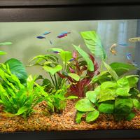 acquario rettangolare usato da 50 litri completo