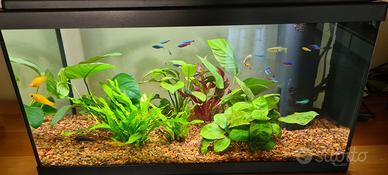 acquario rettangolare usato da 50 litri completo