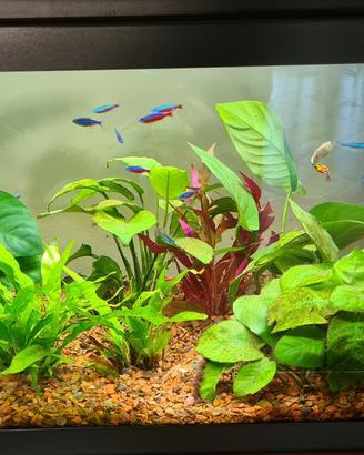 acquario rettangolare usato da 50 litri completo