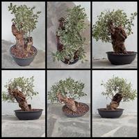 Bonsai Tanuki