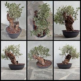 Bonsai Tanuki