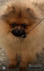 Spitz Pomerania Nano