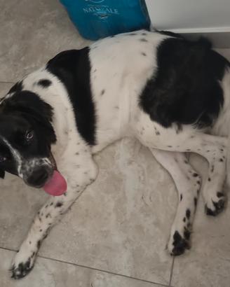 SoS famiglia per cucciolone