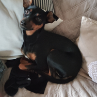 Pincher femmina accoppiamento