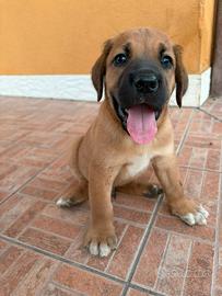 Cuccioli incrocio cane corso