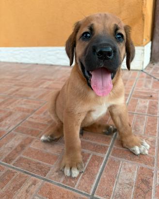 Cuccioli incrocio cane corso