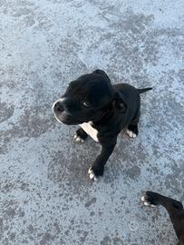 Cucciole bandog corso X dogo argentino