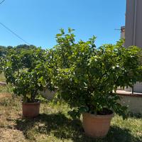 Piante di limoni in vaso