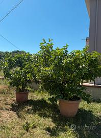 Piante di limoni in vaso