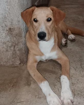 Cane taglia media