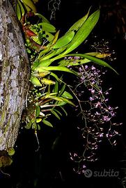 Orchidea rara - Oncidium ornithorhynchum