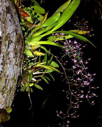 Orchidea rara - Oncidium ornithorhynchum