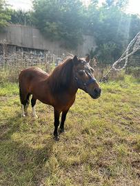 Pony shetland