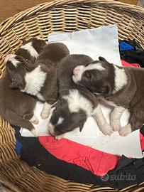 Cuccioli di border collie