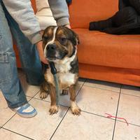 Cane taglia media meticcio 1 anno a marzo