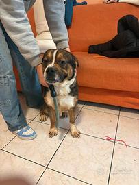 Cane taglia media meticcio 1 anno a marzo