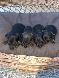 Pinscher nani