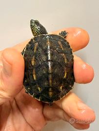 Tartarughine d'acqua Mauremys sinensis