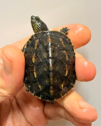 Tartarughine d'acqua Mauremys sinensis