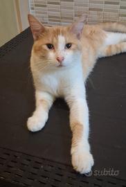 Gatto mix scottish/sphynx robusto