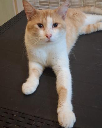 Gatto mix scottish/sphynx robusto