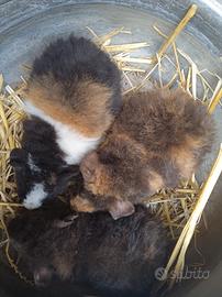 Porcellini D'india Razza US Teddy